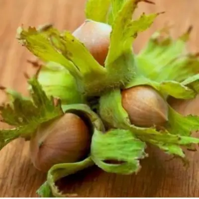 Фундук ГИГАНТ ТАМБОВСКИЙ в Пинске