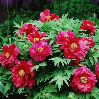 Пион КРАСНЫЙ ЛОТОС древовидный в Пинске