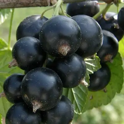 Смородина черная КЛУССОНОВСКАЯ в Пинске