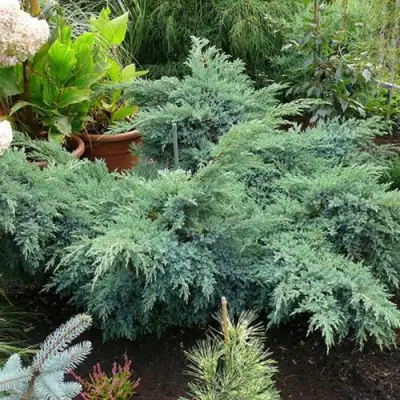 Можжевельник БЛЮ ШВЕД (СВИД) чешуйчатый в Пинске