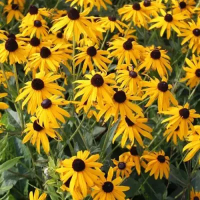 Рудбекия блестящая в Пинске