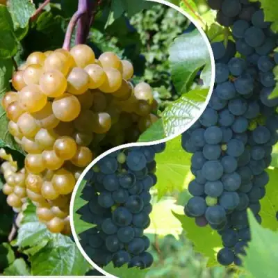 Комплект ИНЬ-ЯНЬ в Пинске