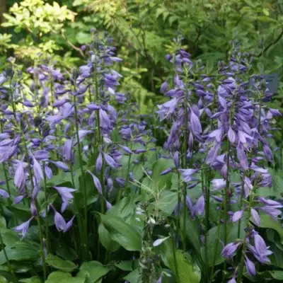 Хоста ГАРРИ ВАН ТРИЕР в Пинске