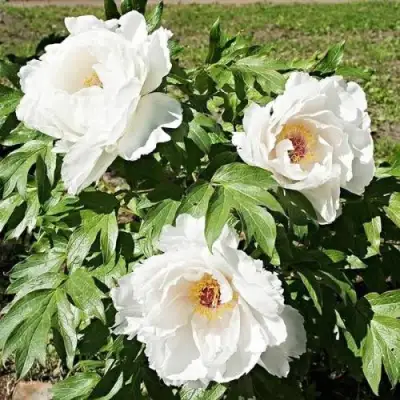 Пион ЛЕТНИЙ ДВОРЕЦ древовидный в Пинске