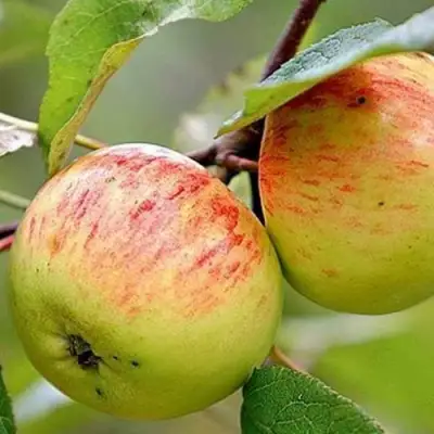 Яблоня РАНЕТКА (КОРОБОВКА) в Пинске