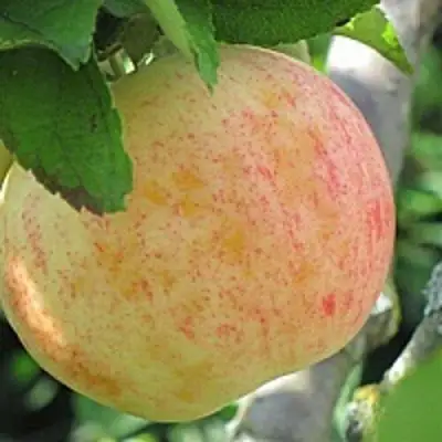 Яблоня ЛЕТНЕЕ СЛАДКОЕ в Пинске