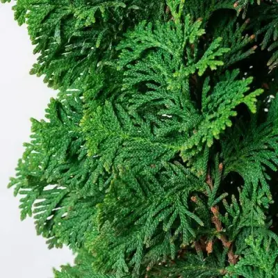 Туя СПИРАЛИС западная в Пинске