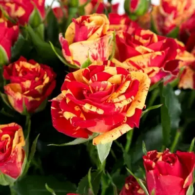 Роза ФАЙЕР ФЛЕШ спрей в Пинске