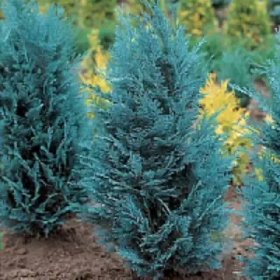 Кипарисовик ВАН ПЕЛЬТС БЛЮ лавсона в Пинске