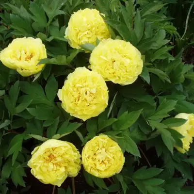 Пион ЗОЛОТАЯ КОРОНА древовидный в Пинске