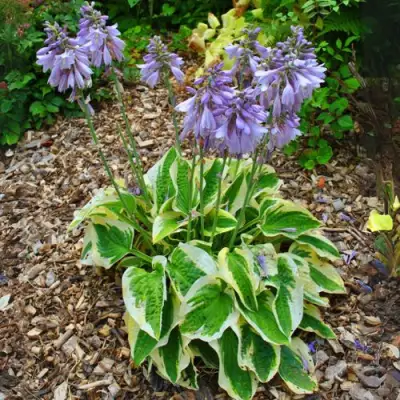 Хоста АУРЕОМАРГИНАТА в Пинске