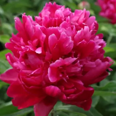 Пион ПЕСНЬ ВЕТРА травянистый в Пинске