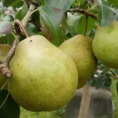 Груша ПЛАТОНОВСКАЯ в Пинске