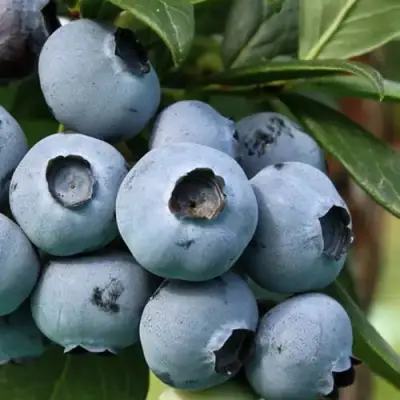 Голубика НЕЛЬСОН в Пинске