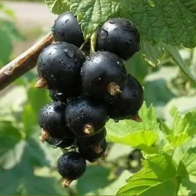 Смородина черная ПИГМЕЙ в Пинске