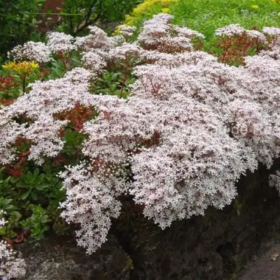 Очиток (седум) МУРАЛЕ белый в Пинске