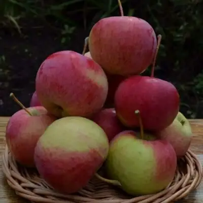 Яблоня РОДНИКОВАЯ в Пинске