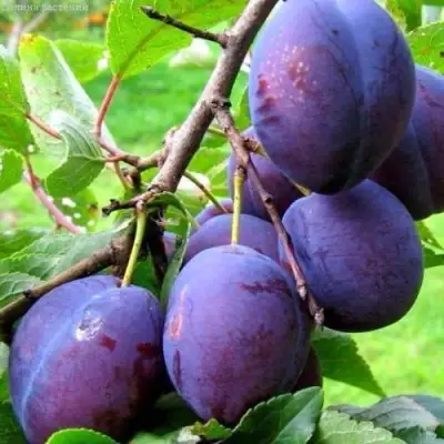 Слива ВЕНГЕРКА БЕЛОРУССКАЯ в Пинске