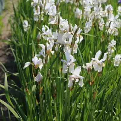 Ирис АЛЬБА сибирский в Пинске