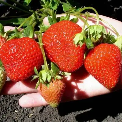 Клубника САН АНДРЕАС ремонтантная в Пинске