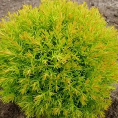 Туя АННИЕК западная в Пинске