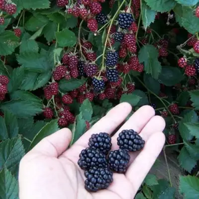 Ежевика ОРКАН бесшипная  в Пинске