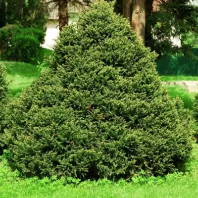 Ель ОЛЕНДОРФИ обыкновенная в Пинске