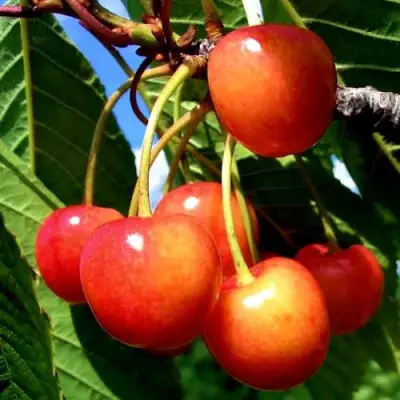 Черешня ФАТЕЖ в Пинске