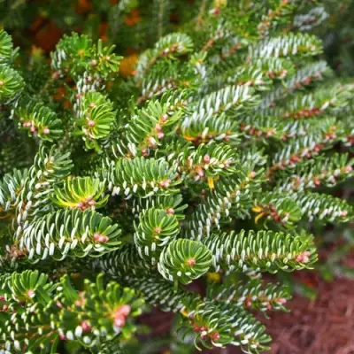 Пихта белая в Пинске