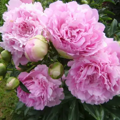 Пион ДИННЕР ПЛЕЙТ травянистый в Пинске