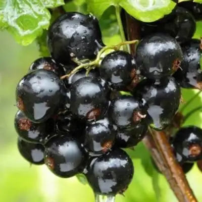 Смородина черная БЫЛИННАЯ (ВЕРНОСТЬ) в Пинске