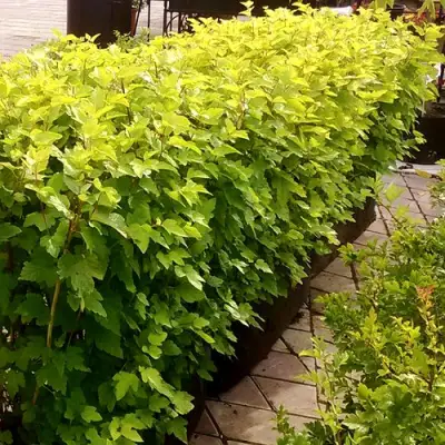 Комплект АНГЕЛ ГОЛД в Пинске