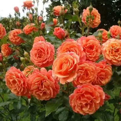 Роза БЕЛЬВЕДЕР шраб в Пинске