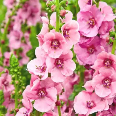 Коровяк ПИНК ДОМИНО гибридный (вербаскум) в Пинске