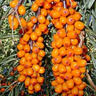 Облепиха СУДАРУШКА в Пинске