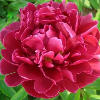 Пион КИТАЙСКИЙ ШЕЛК травянистый в Пинске