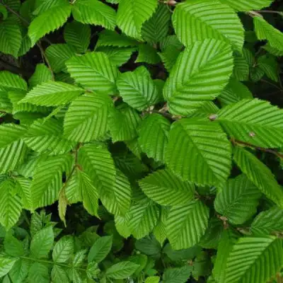 Граб  в Пинске