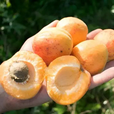 Абрикос ХАРГРАНД в Пинске