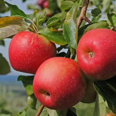 Яблоня ГАЛА МАСТ в Пинске