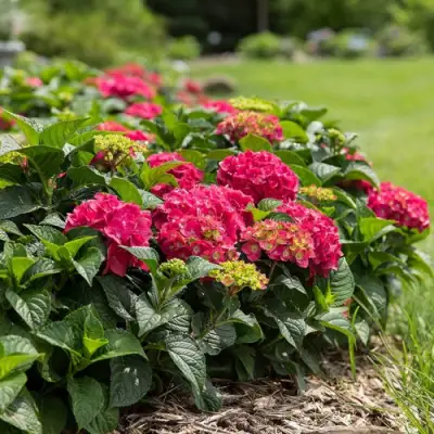 Гортензия ЭНДЛЕСС САММЕР ЛАВ крупнолистная в Пинске