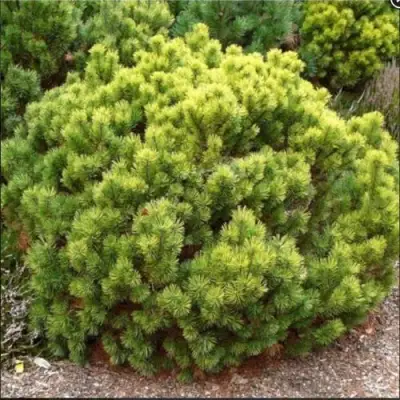 Ель ДАНС ДВАРФ обыкновення в Пинске