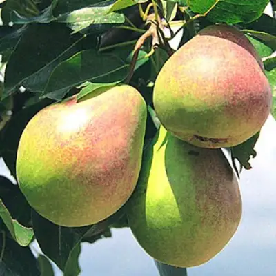 Груша ДУХМЯНАЯ в Пинске