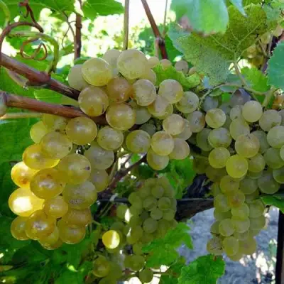 Виноград КРИСТАЛЛ в Пинске