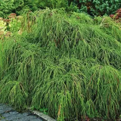 Кипарисовик ФИЛИФЕРА НАНА горохоплодный  в Пинске