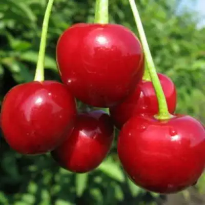 Дюк ПРЕВОСХОДНАЯ ВЕНЬЯМИНОВА в Пинске