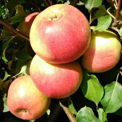 Яблоня ЭМБАССИ в Пинске