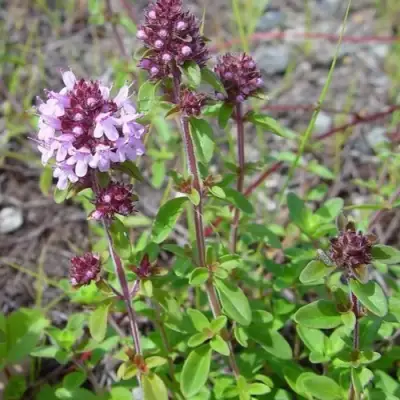 Тимьян яйцевидный в Пинске