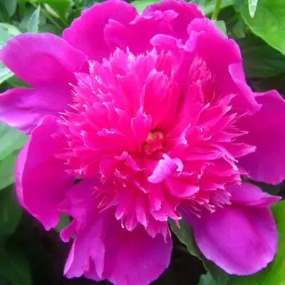 Пион РОЗОВЫЙ БУДДА травянистый в Пинске