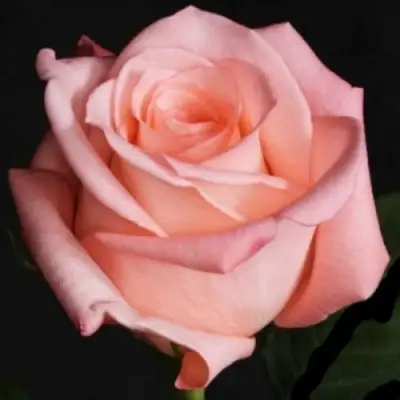 Роза АНГАЖЕМЕНТ чайно-гибридная в Пинске