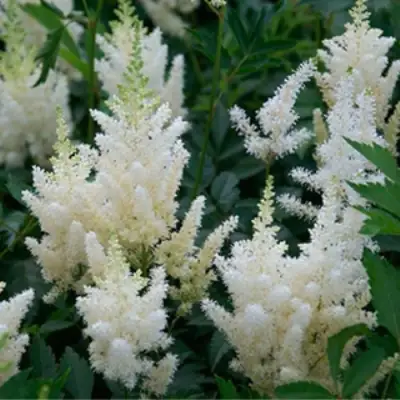 Астильба ХЭППИ ДЕЙ Арендса в Пинске